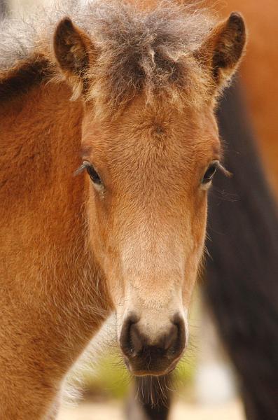 Gina von Heidmoor f.jpg